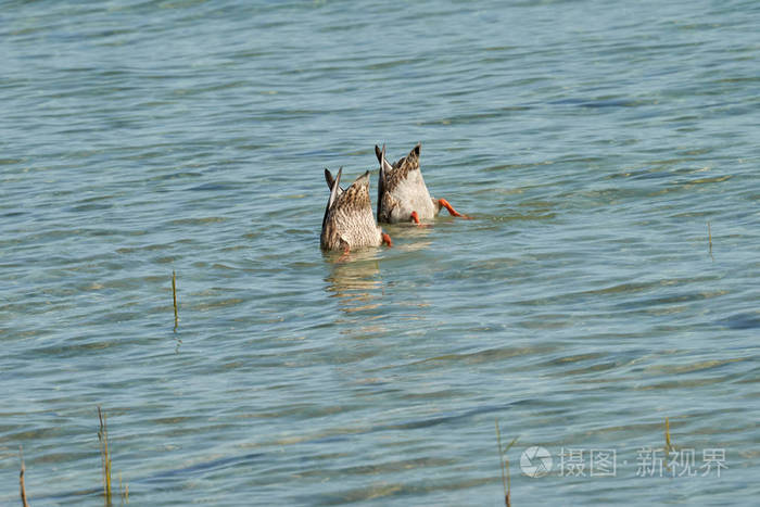 两只鸭子在湖潜水