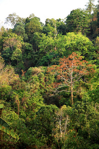 在雨林，泰国清迈