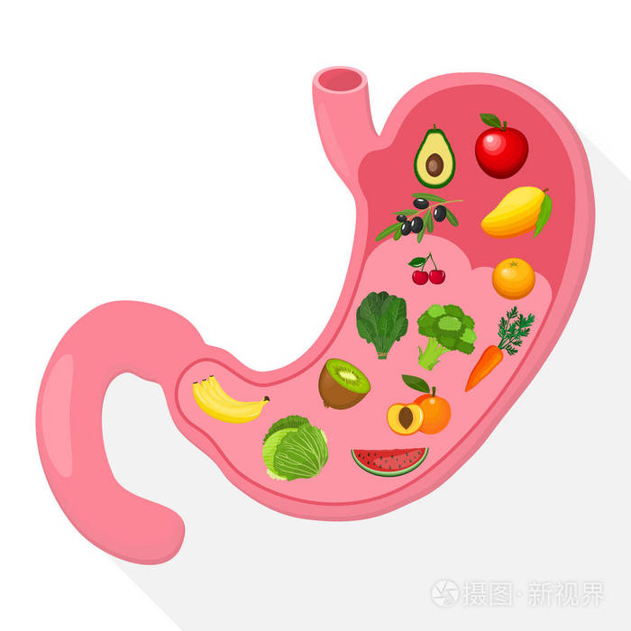 胃的图标.人体内部器官.健康的食物.消化.消化道系统.