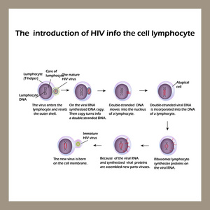 艾滋病病毒的生命周期。信息图表。世界艾滋病日。矢量图