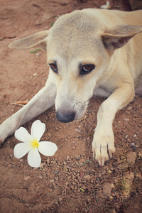 白花狗