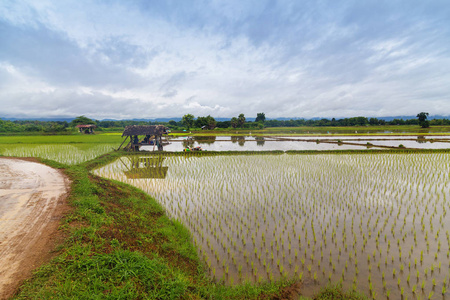 幼苗在稻田里的美丽景观性质