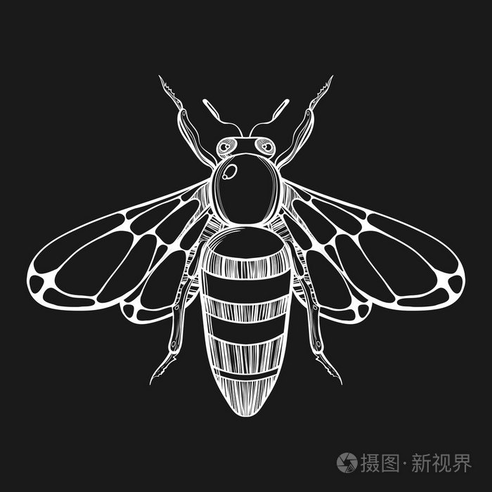 手绘蜜蜂雕刻素描. tat矢量图