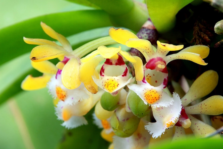 在泰国北部的热带雨林中的野生兰花花卉
