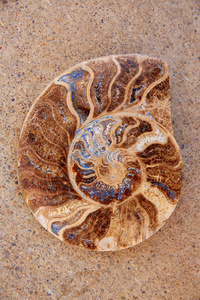 亚扪人化石蜗牛切发现在特鲁埃尔