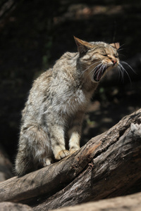 在树上打着哈欠的欧洲野猫