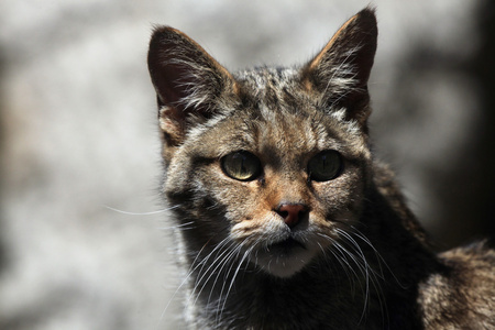 欧洲野猫肖像