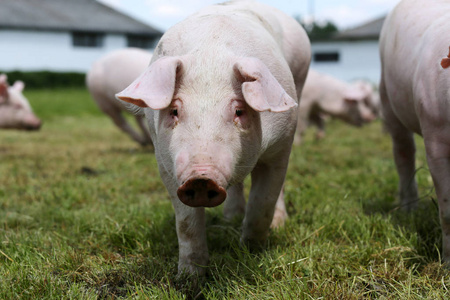 绿草草甸猪繁殖农场农村现场年轻仔猪