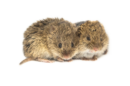 两个常见的田鼠小鼠照片