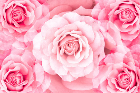 对称玫瑰花的花纹背景图片