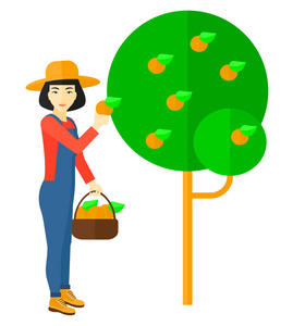 农民收集橘子