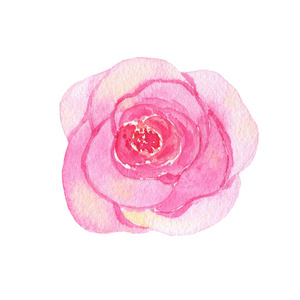 水彩手绘的花粉色玫瑰白色背景上孤立