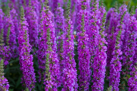 紫罗兰色鲜花特写