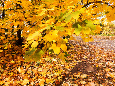 背景组黄色秋叶，选择性的焦点，作为您的项目背景