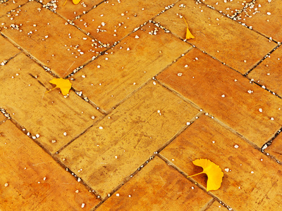 背景组秋天黄叶在人行道上的瓷砖, 选择性对焦, 作为您的项目的背景