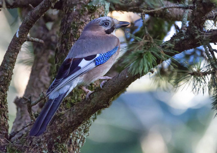 欧亚的周杰伦，Garrulus glandarius