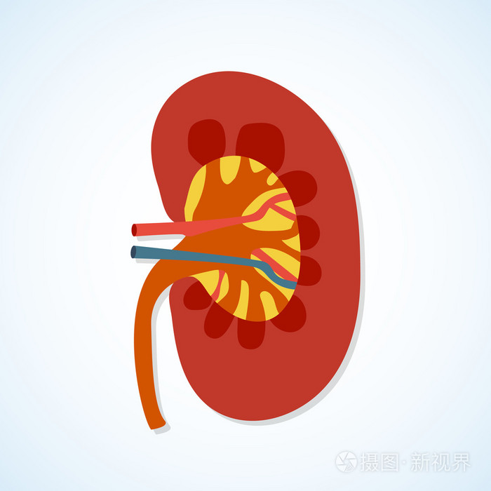 平面设计图标的人类肾脏解剖插画-正版商用图片0ed354-摄图新视界