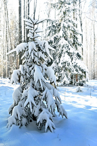 冬天的森林。冬季景观