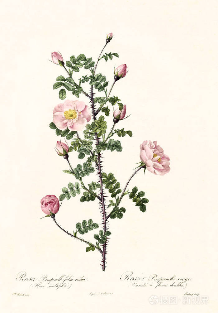 Rosa pimpinelli folia rubra
