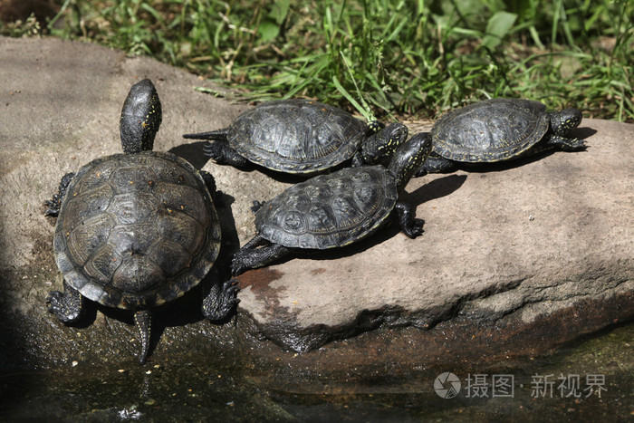 欧洲水龟