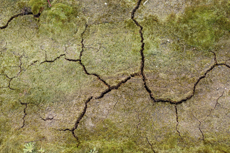 苔藓和开裂的地面