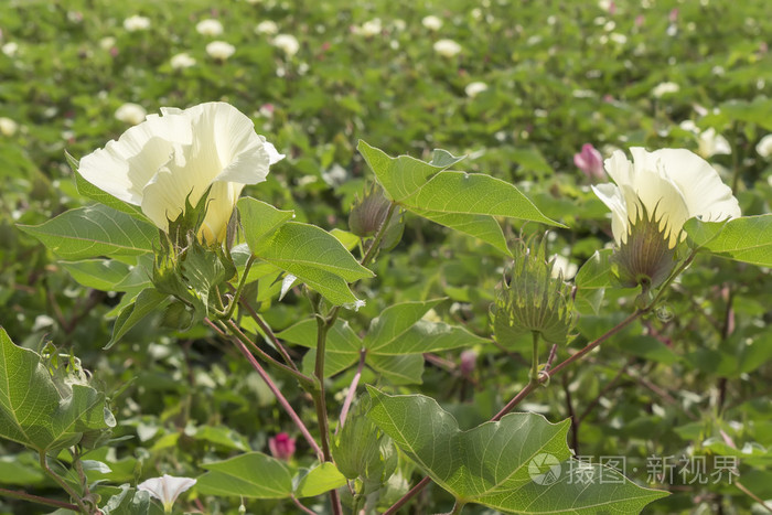 花棉棉花棉花芽
