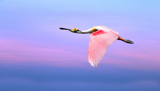 粉红色的鸟对美丽的粉色和蓝色天空全景视图