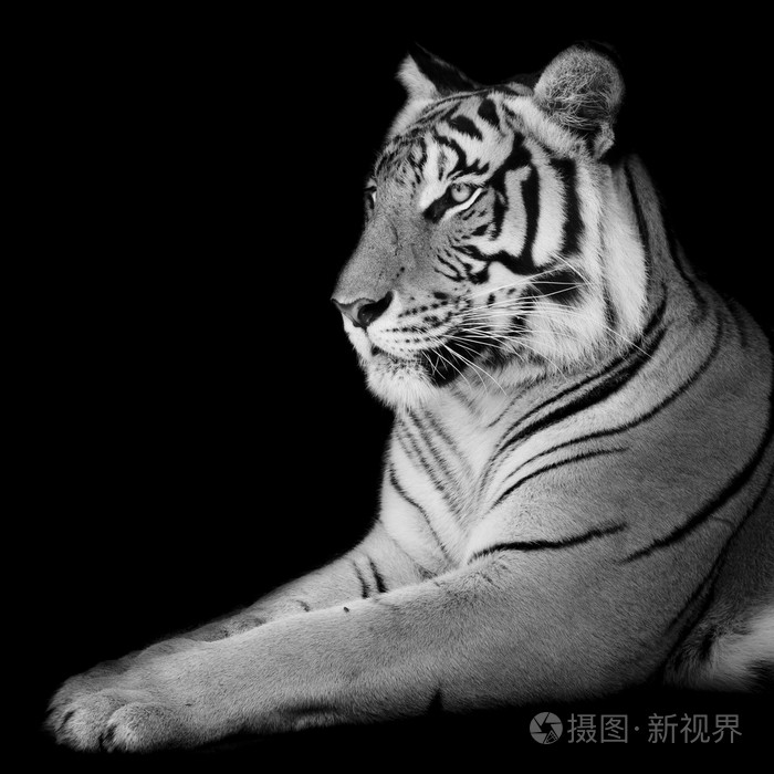 黑与白美丽老虎黑色背景上孤立