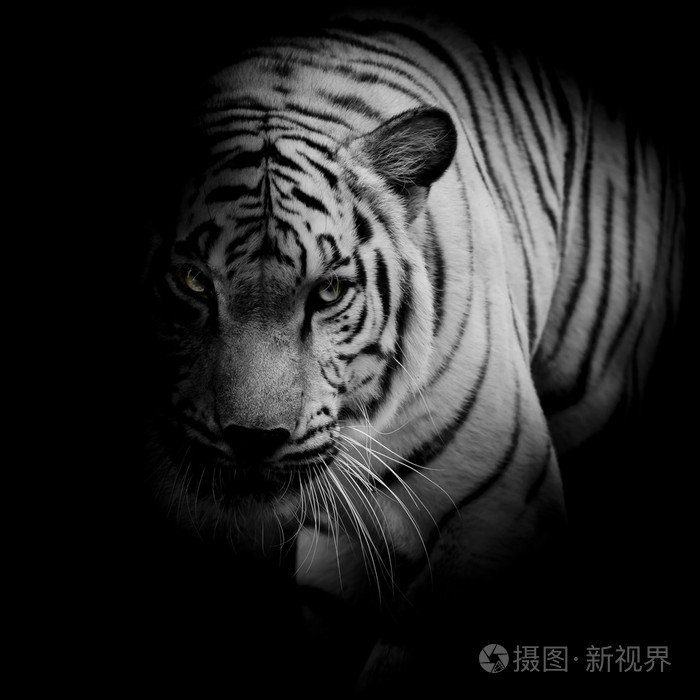 孤立在黑色背景上的白色老虎