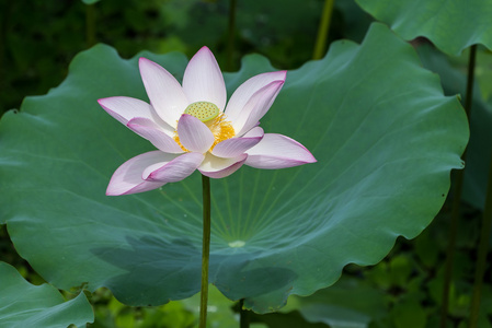 朵盛开的莲花