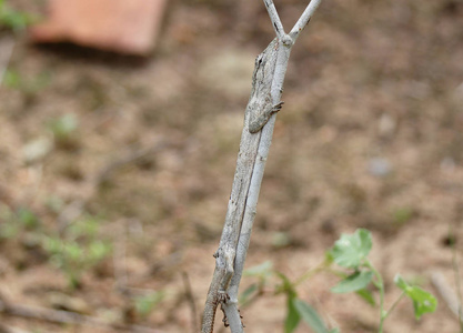 巴西 caatinga 在树枝上的蜥蜴