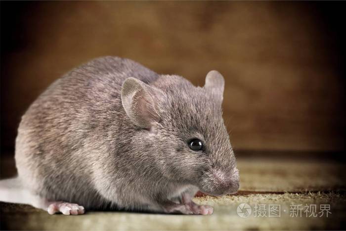灰色可爱的老鼠