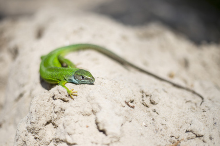 绿色蜥蜴一个长长的尾巴站在一块木头上的绿色蜥蜴