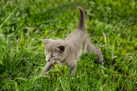 在绿色草地上的虎斑小猫