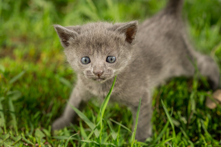 在绿色草地上的虎斑小猫