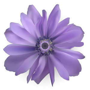 紫色银莲花。现实的矢量图