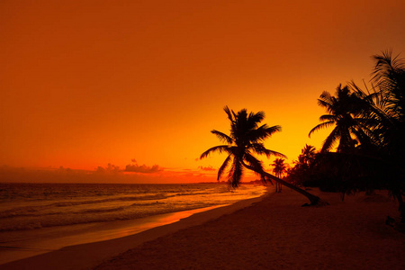 图卢姆海滩日落棕榈树里维埃拉玛雅