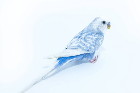 白色背景的白色蓝色波浪鹦鹉