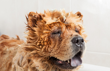 浴室到狗松狮犬