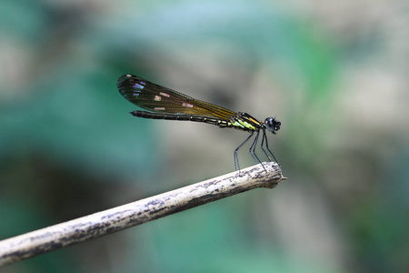 黄 Damselfy龙飞Zygoptera 坐在竹茎边缘