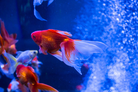 热带和水族馆金鱼蓝色的水中。美丽的海底世界背景