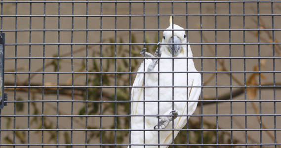 笼中白色 Cacatua sulphurea