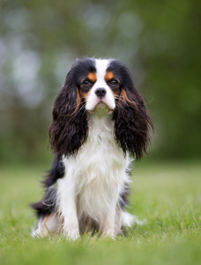 在户外的骑士查理王猎犬狗