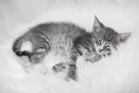 可爱的灰色小猫