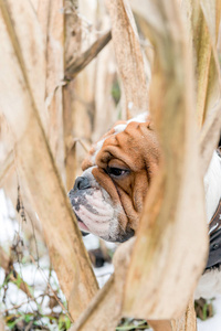 英国斗牛犬冬季肖像户外, 选择性焦点