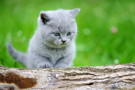 密切灰色小猫在树上