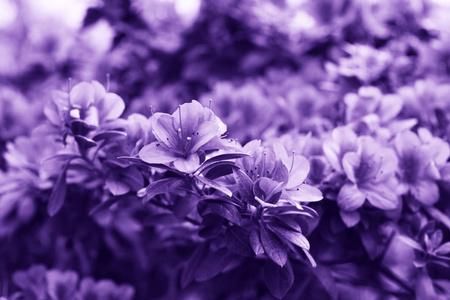 紫红色花