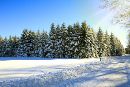 冬日的阳光穿过树在森林里