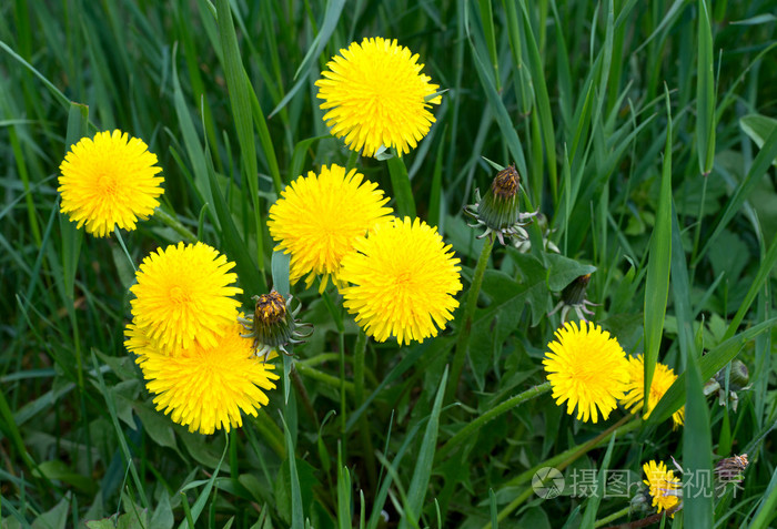 蒲公英在草地上鲜艳的花朵蒲公英在背景上