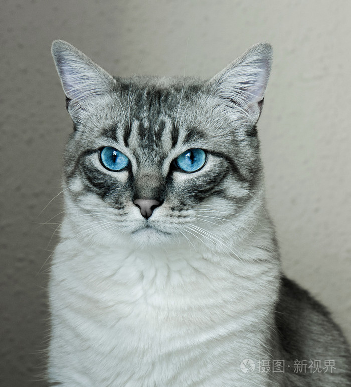 蓝眼睛只灰色的猫的肖像